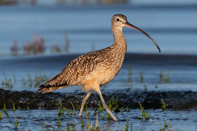 Кулик серпонос