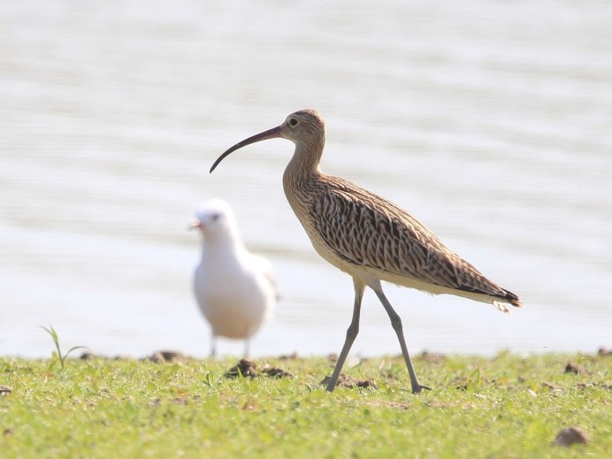 Кулик кроншнеп
