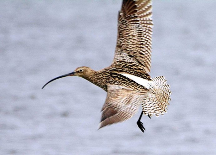Кулик кроншнеп в Московском зоопарке