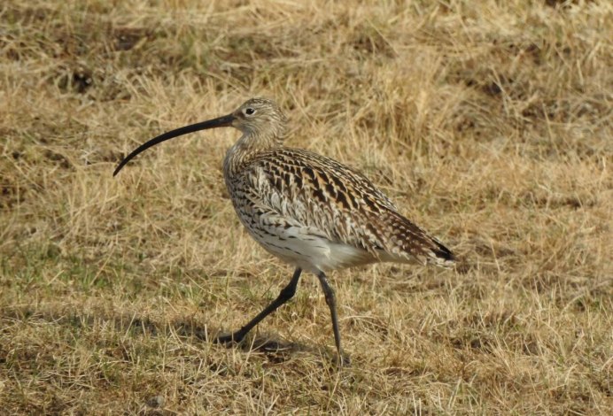 Кулик кроншнеп