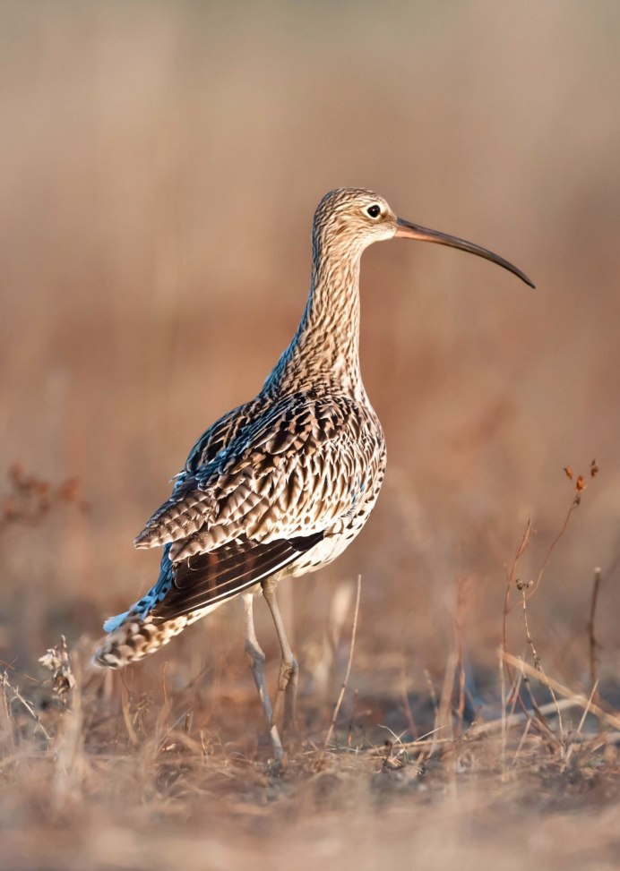 Кулик кроншнеп