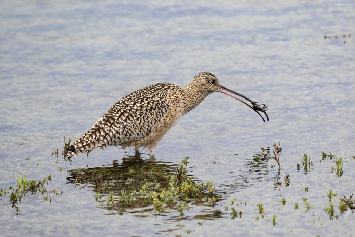 Кулик кроншнеп серпонос
