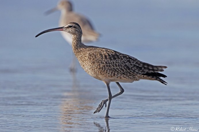 Большой кроншнеп - Numenius Arquata