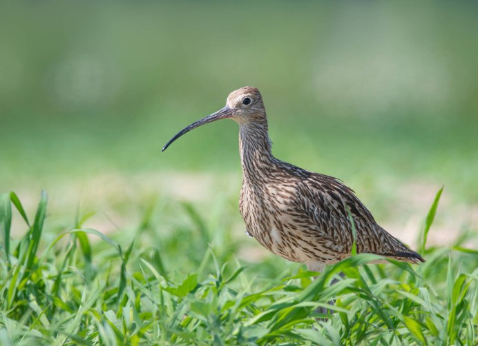 Большой кроншнеп - Numenius Arquata