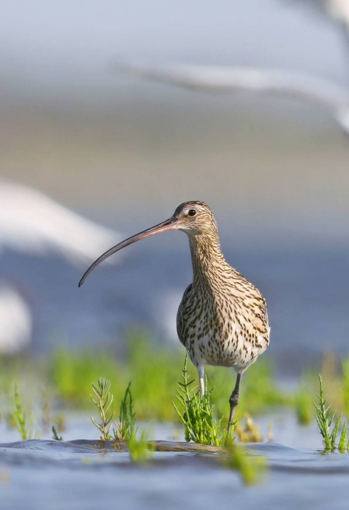 Большой кроншнеп - Numenius Arquata