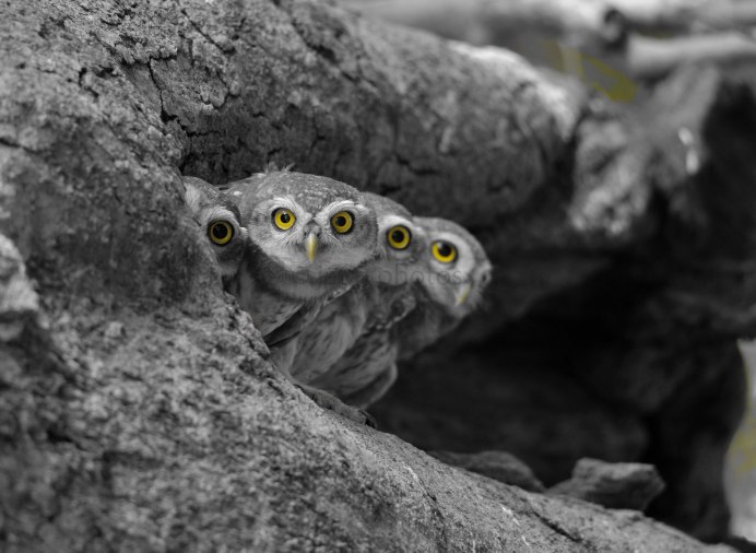 Воробьиный Сыч - Glaucidium passerinum