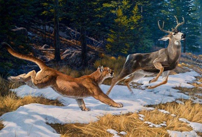 Охота рыси на зайца