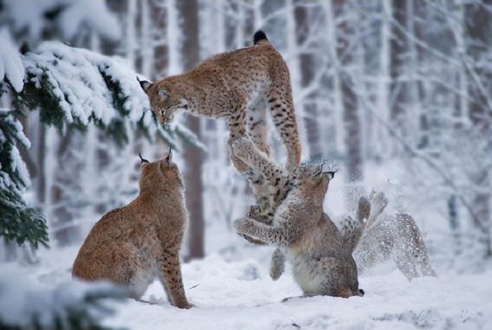 Рысь охотится на оленя