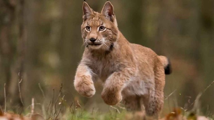 Европейская косуля Ростовской области