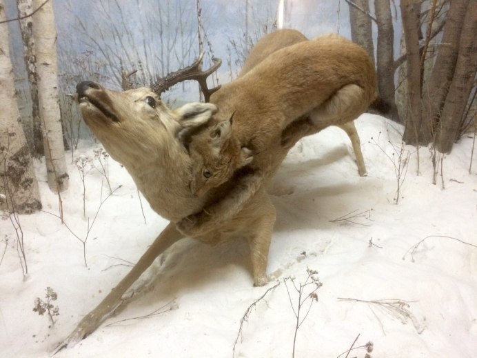 Рысь и олень