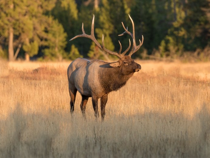 Флоридская Пума с добычей