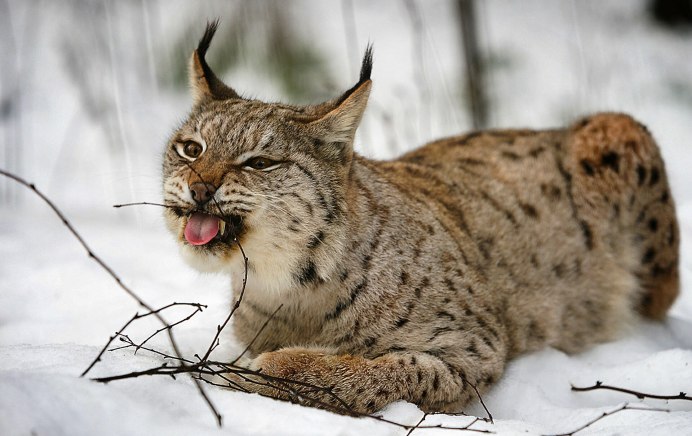 Рысь обыкновенная Ульяновской области