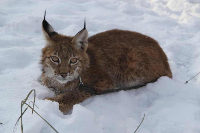 Рысь и куница
