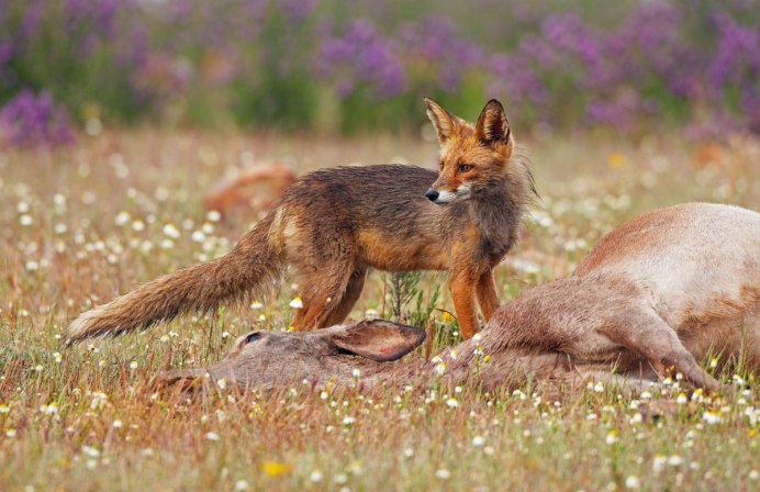 Пума горный Лев