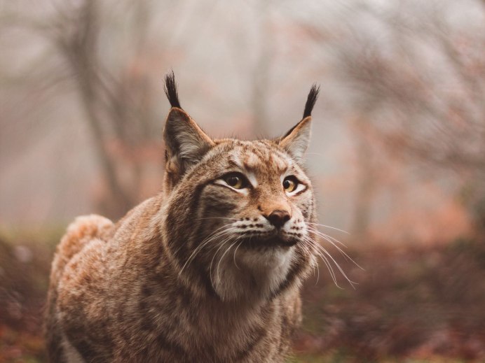 Рысь обыкновенная Кировская область