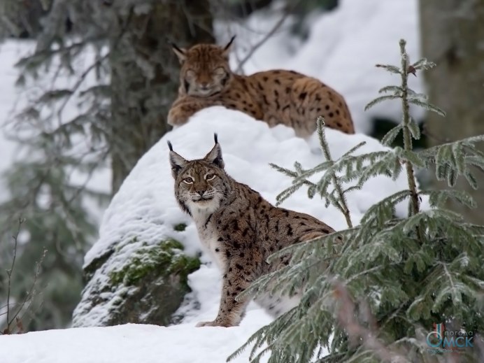 Рысь заповедник Кивач