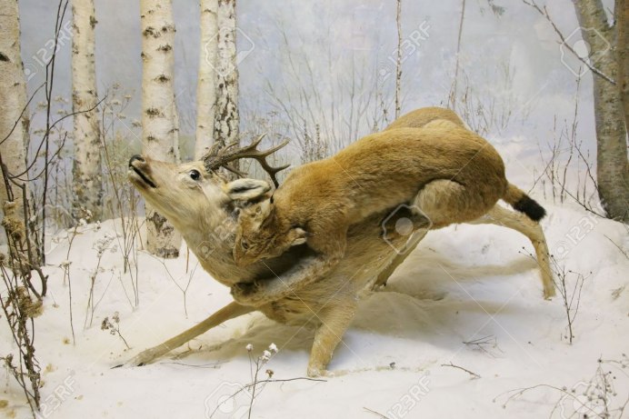 Финская Рысь