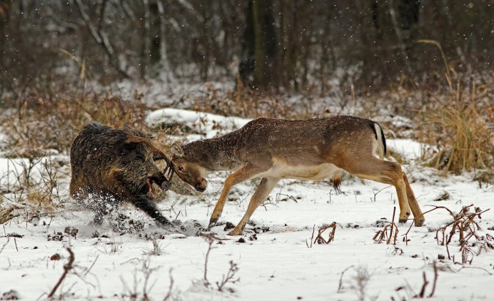 Дикие козы в Кургане