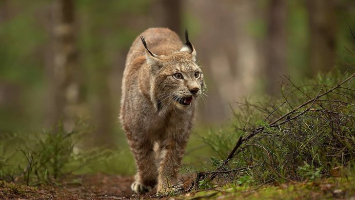 Росомаха охотится на оленя