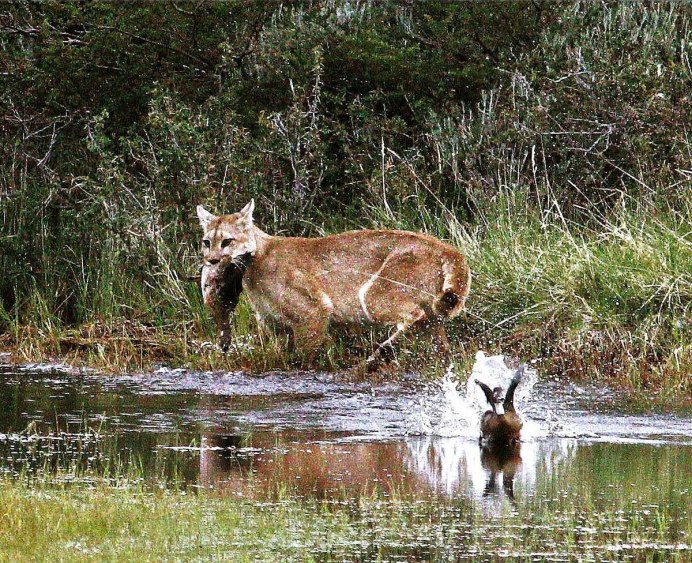 Национальный парк Куршская коса Лось (alces alces)