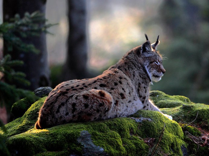 Balkan Lynx