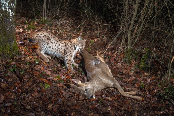 Al Agnew леопард