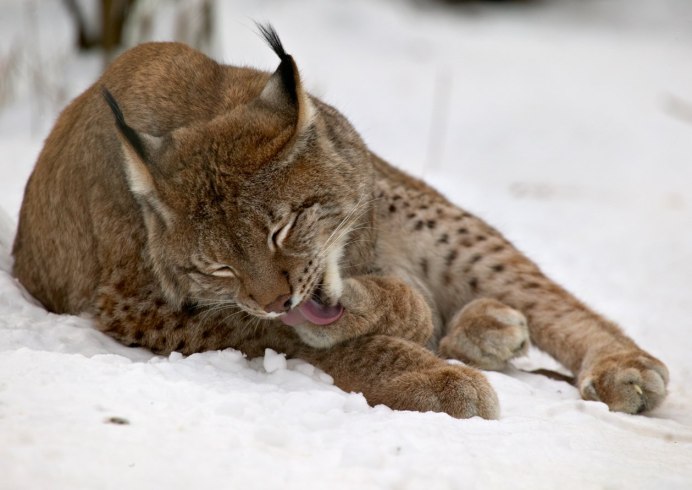 Косуля Сибирская Омской области