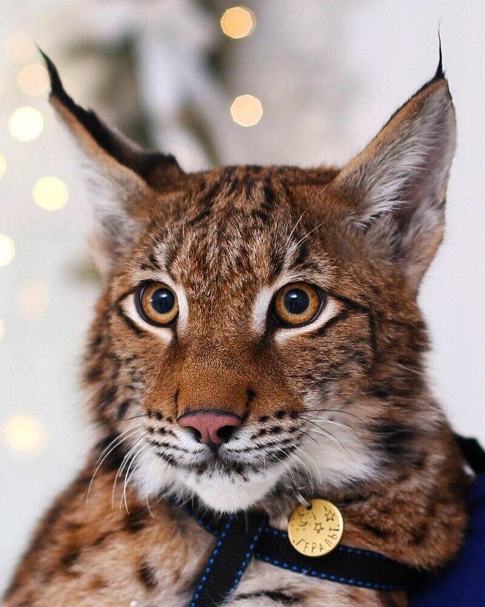 ЗУБР, благородный олень Лось, кабан, Филин, Глухарь