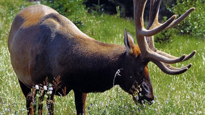 Рысь обыкновенная Мещера