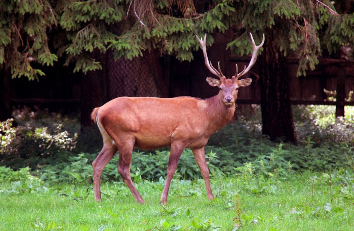 Росомаха охотится на оленя