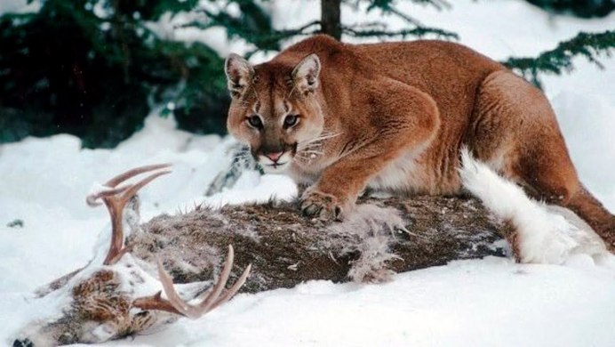 Рысь обыкновенная на охоте