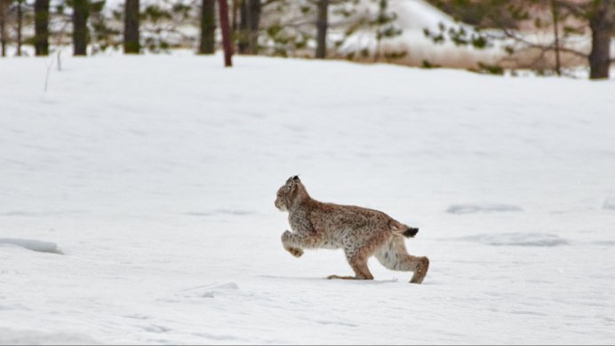 Рысь тигр Пума