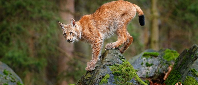 Северный олень Архангельской области