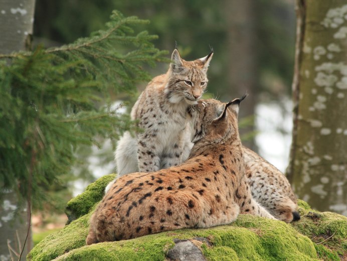 Рыси в Калининградской области рыси в Калининградской области