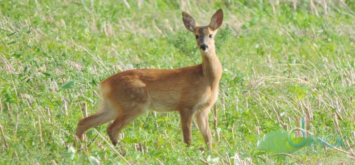 Растительный и животный мир Чехии
