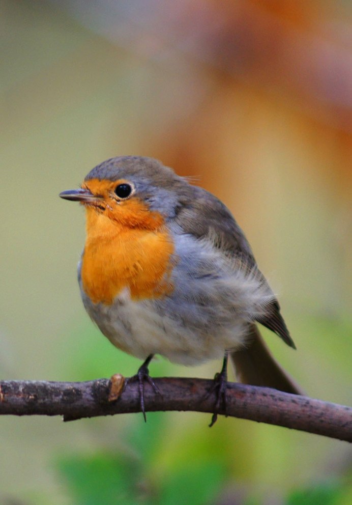 Маленькая птичка с оранжевой грудкой