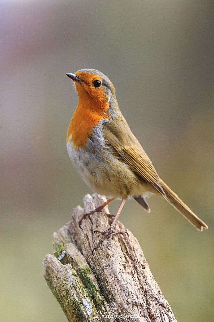 Горихвостка птица самец