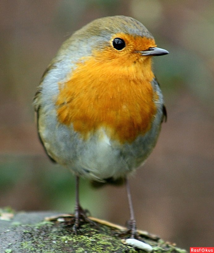 Сибирская горихвостка Дальний Восток