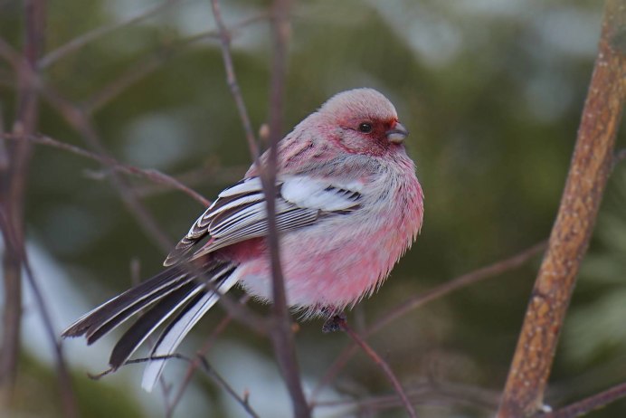 Carpodacus sibiricus урагус