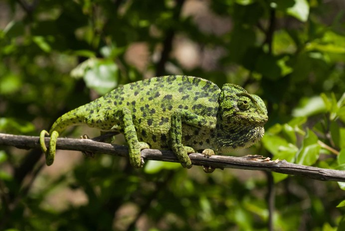 Chamaeleo Chamaeleon