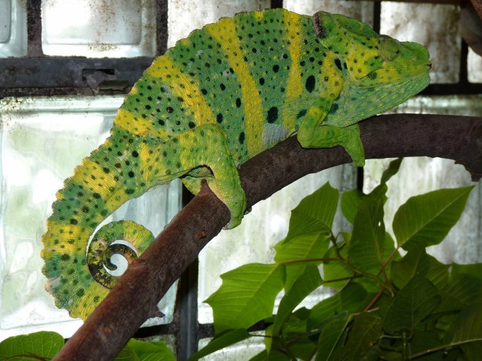 Chamaeleo Chamaeleon