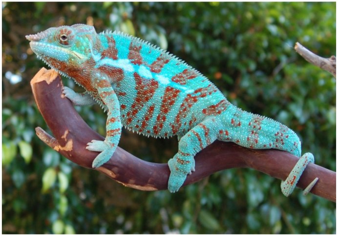 Пантеровый хамелеон Furcifer pardalis