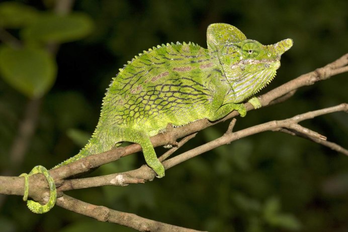 Хамелеоны Furcifer