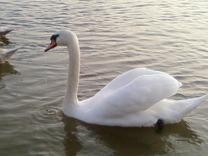 Ноги водоплавающих птиц