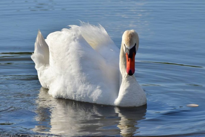 Зубы лебедя