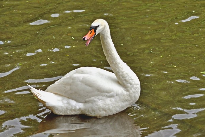 Лебедь крупным планом