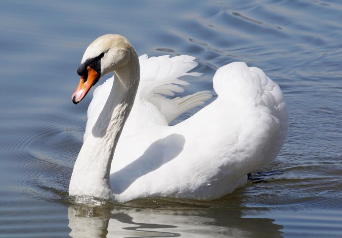 Клюв лебедя