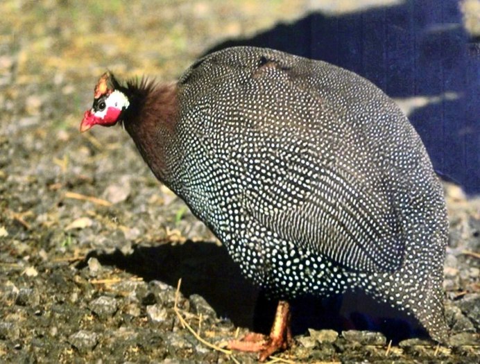 Цесарка Numida meleagris