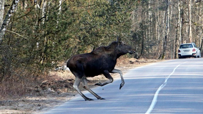 Рога лося