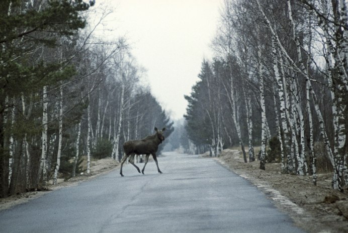 Лось бежит